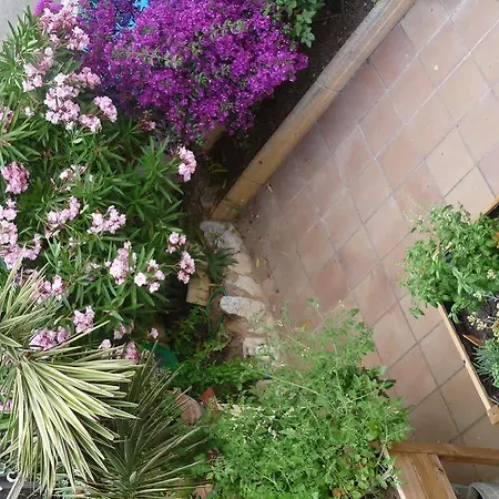Ribes Roges